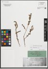 Foto von Salix purpurea L.